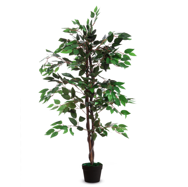 Pianta ornamentale - ficus - H120cm - Paperflow